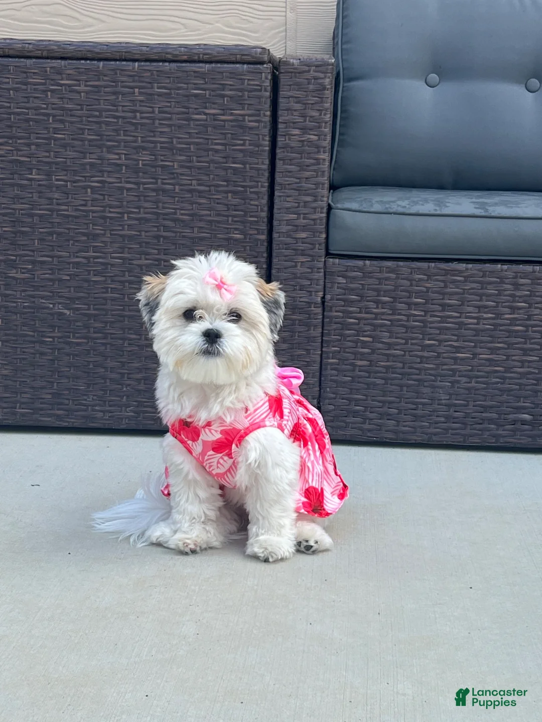 Malshi dogs for sale: Malshi 1 - Ad 2
