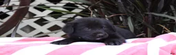 Labrador Retriever dogs for sale: Jake - Ad 3