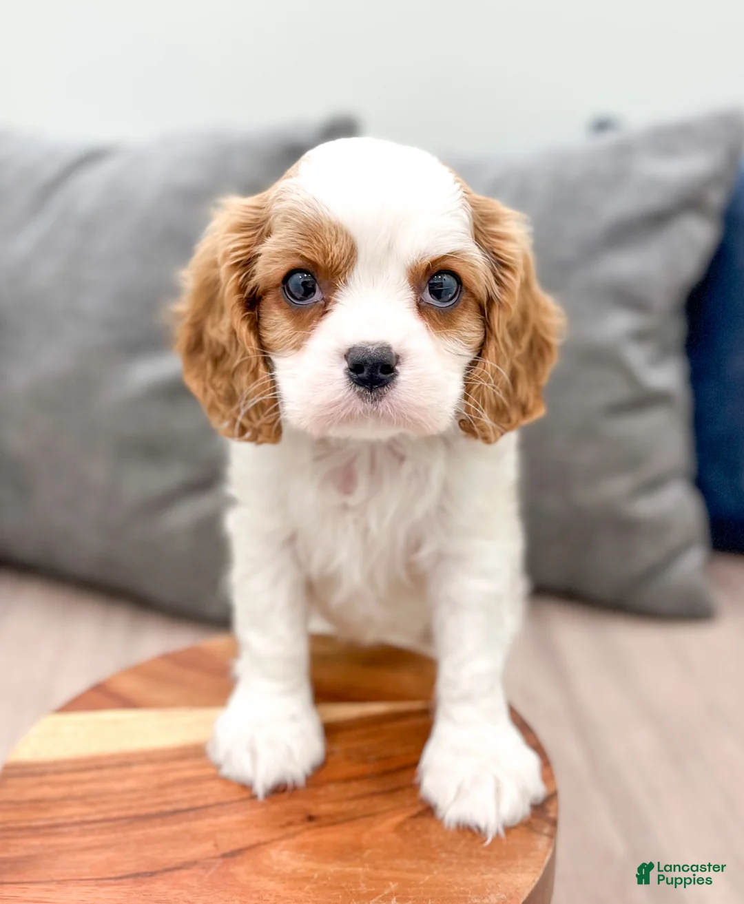 Cavalier King Charles Spaniel dogs for sale: Brady - Ad 2