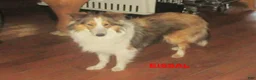 Shetland Sheepdog dogs for sale: Major Male - Ad 6