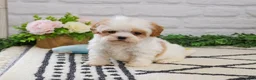 Cavapoo dogs for sale: Patty  - Ad 5