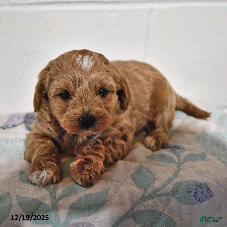 Cavapoo dogs Callie - Ad 3