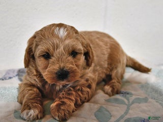 Cavapoo dogs Callie - Ad 3