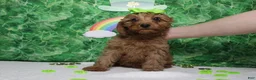 Cavapoo dogs for sale: Cherry - Ad 8