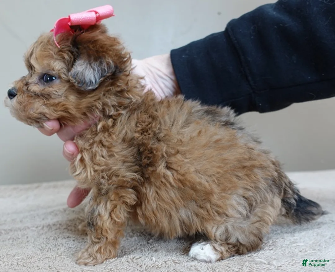 Maltipoo dogs for sale: Miracle chocolate merle PET ONLY - Ad 5