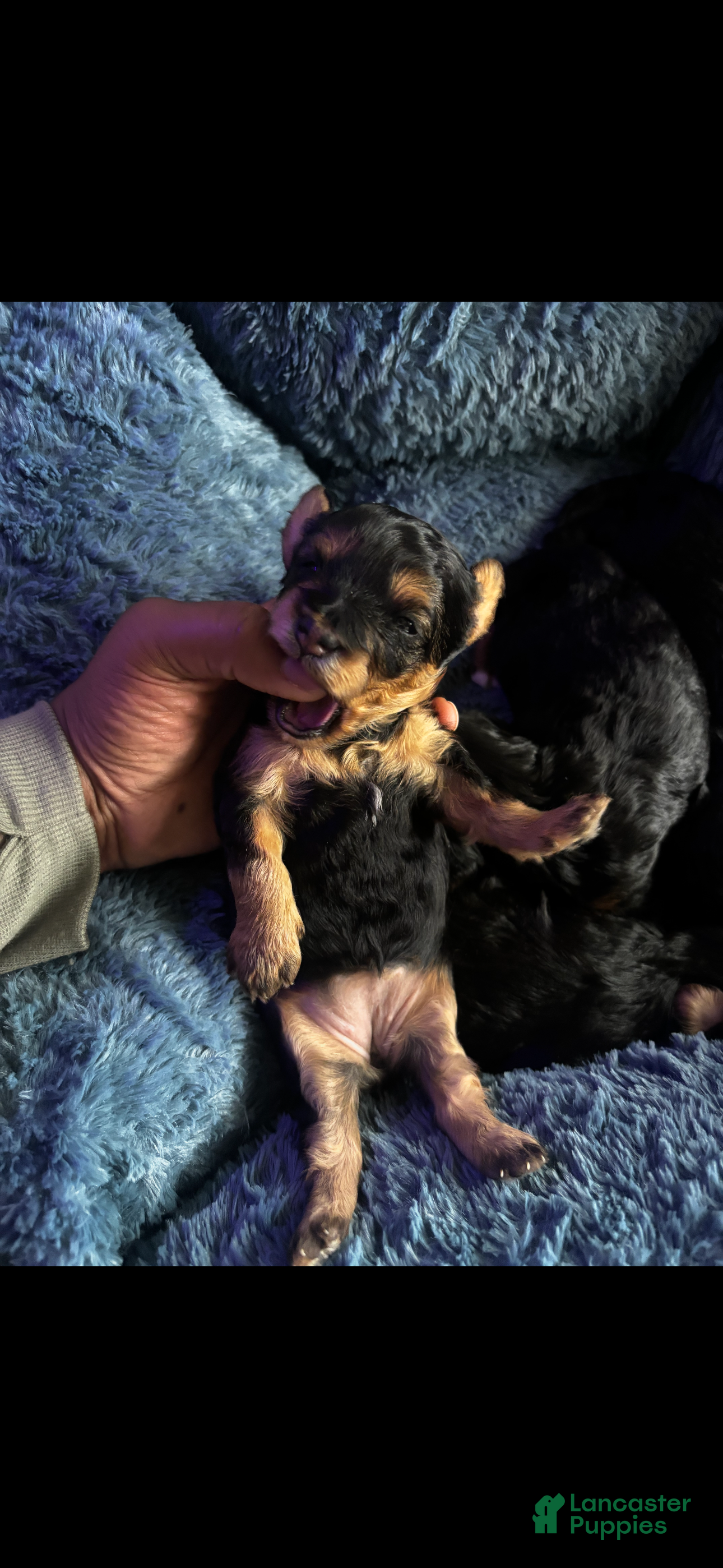 Yorkiepoo dogs for sale: Yorkiepoo 2 - Ad 2