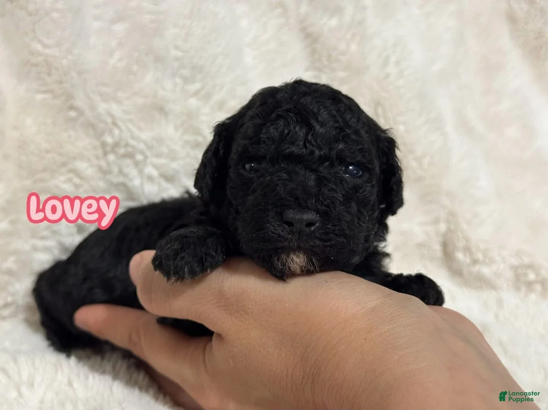 Toy Poodle dogs for sale: Lovey  - Ad 1