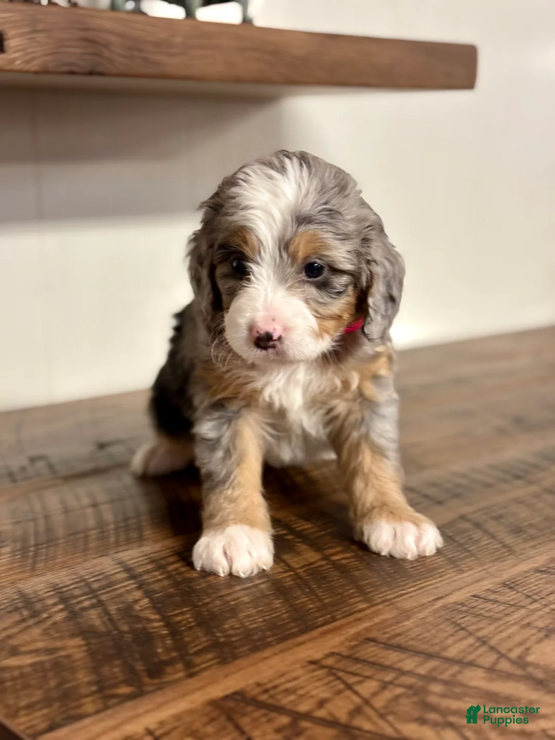 Mini Bernedoodle dogs for sale: Chloe Mini Bernedoodle Puppy 2 - Ad 15