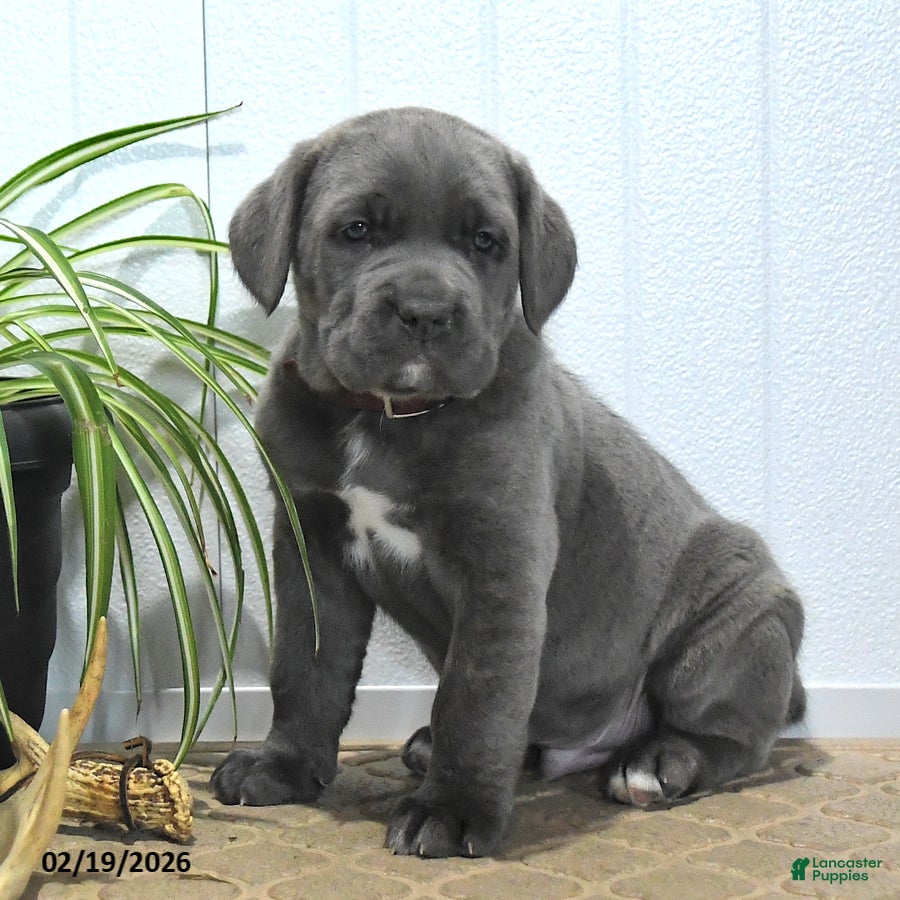 Cane Corso dogs Guss  - Ad 2