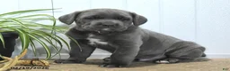 Cane Corso dogs for sale: Guss  - Ad 2