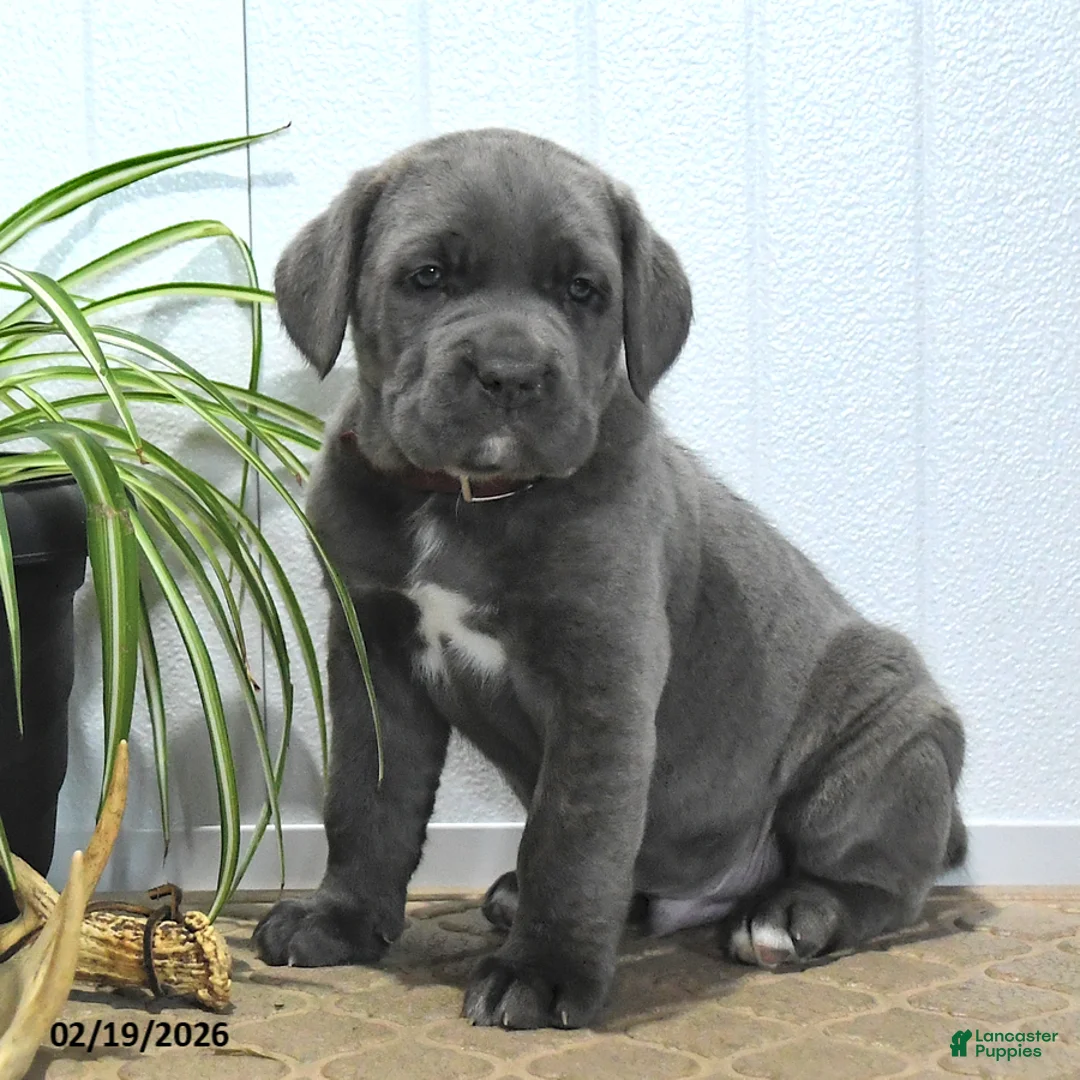 Cane Corso dogs for sale: Guss  - Ad 2
