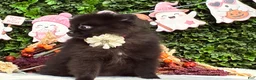 Pomeranian dogs for sale: Pomeranian 1 PENELOPE BLACK and SILVER - Ad 4