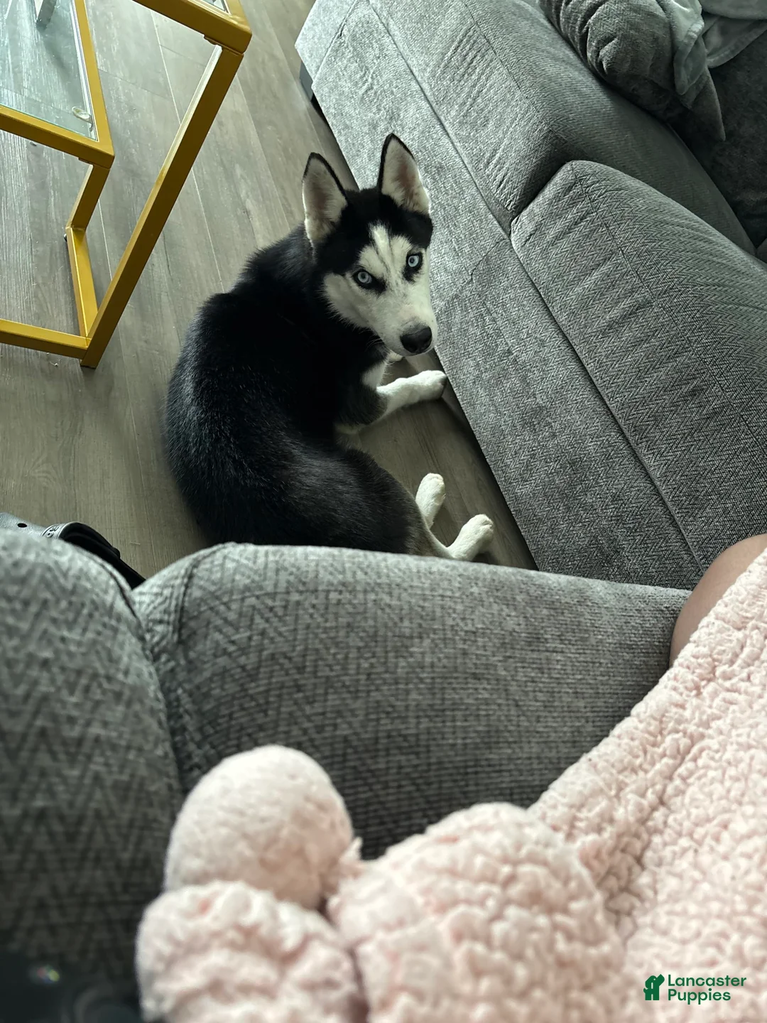 Gallery Image {{count}}