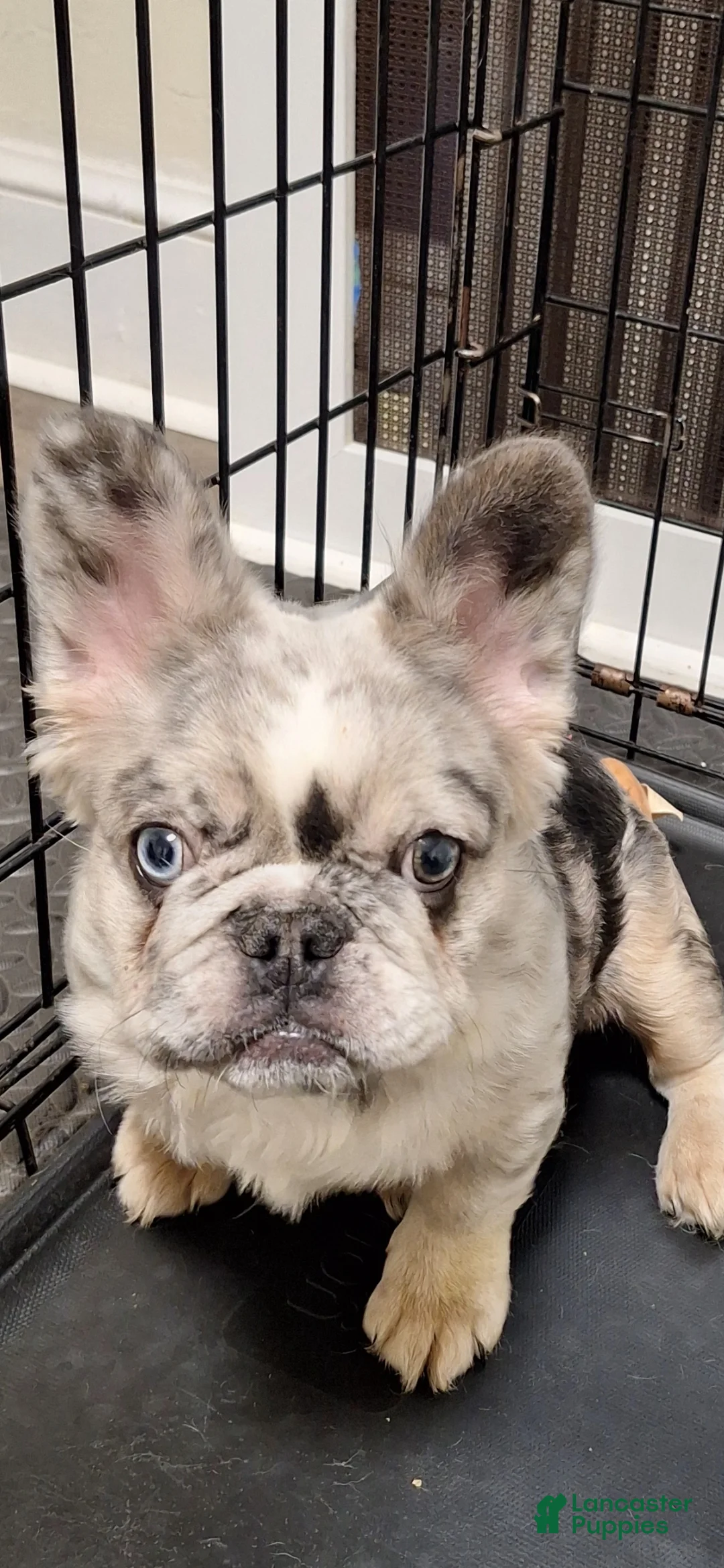 French Bulldog dogs for sale: Princess  - Ad 7