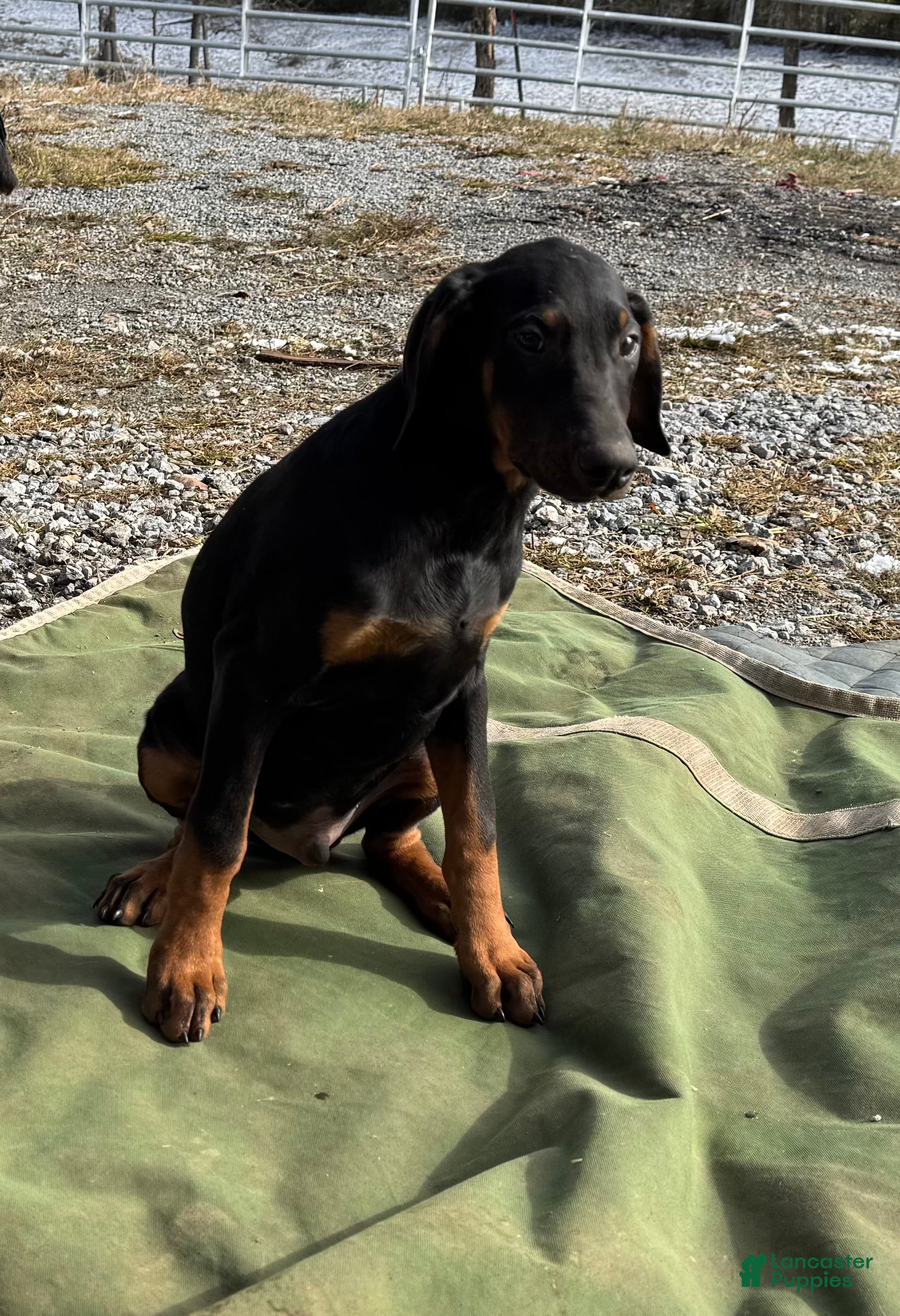 Doberman Pinscher dogs Dexter  - Ad 11