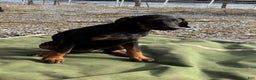 Doberman Pinscher dogs for sale: Dexter  - Ad 1
