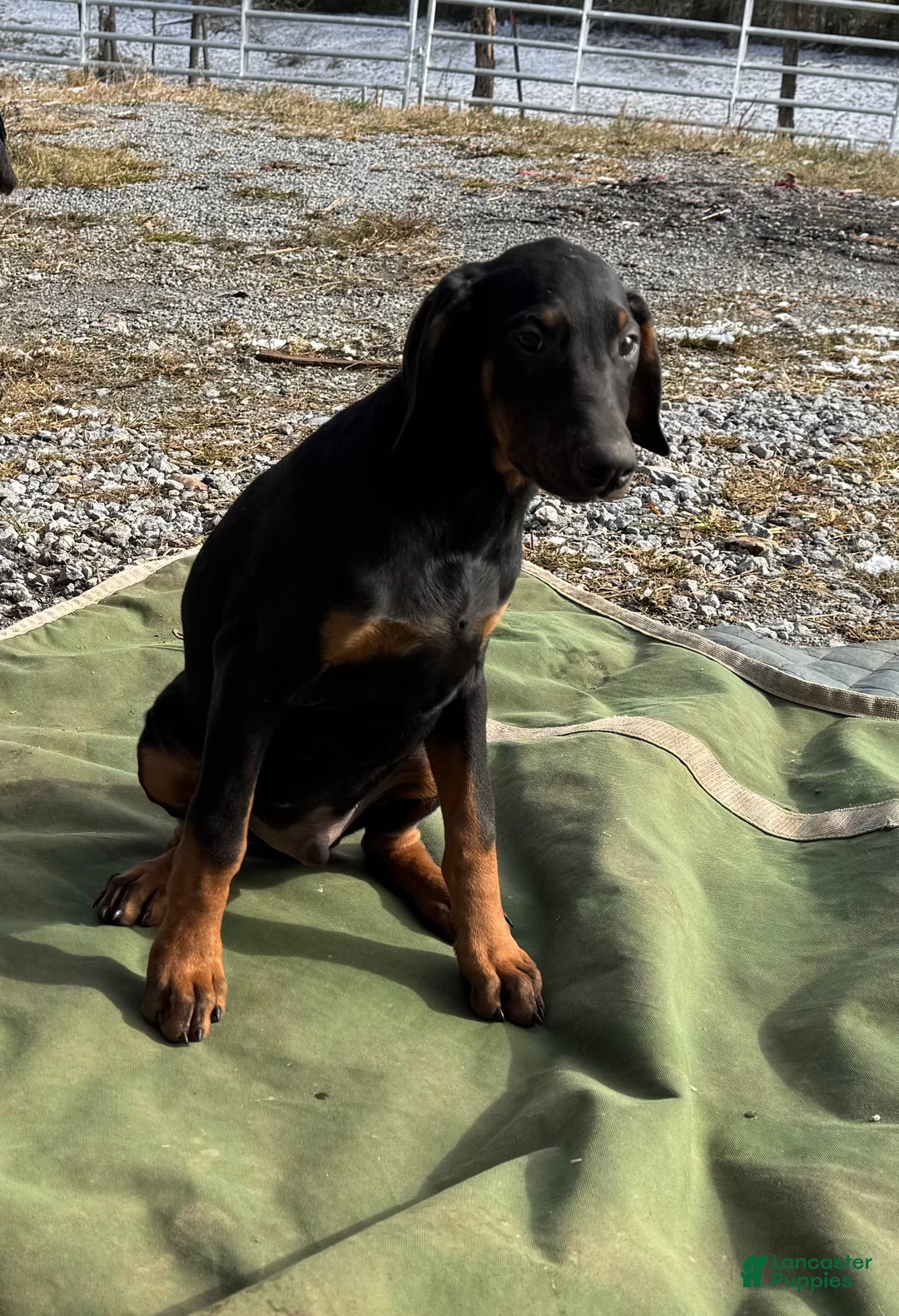 Doberman Pinscher dogs for sale: Dexter  - Ad 1