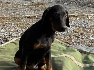 Doberman Pinscher dogs Dexter - Ad 29