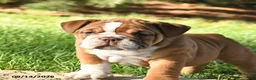 English Bulldog dogs for sale: Diamond - Ad 3