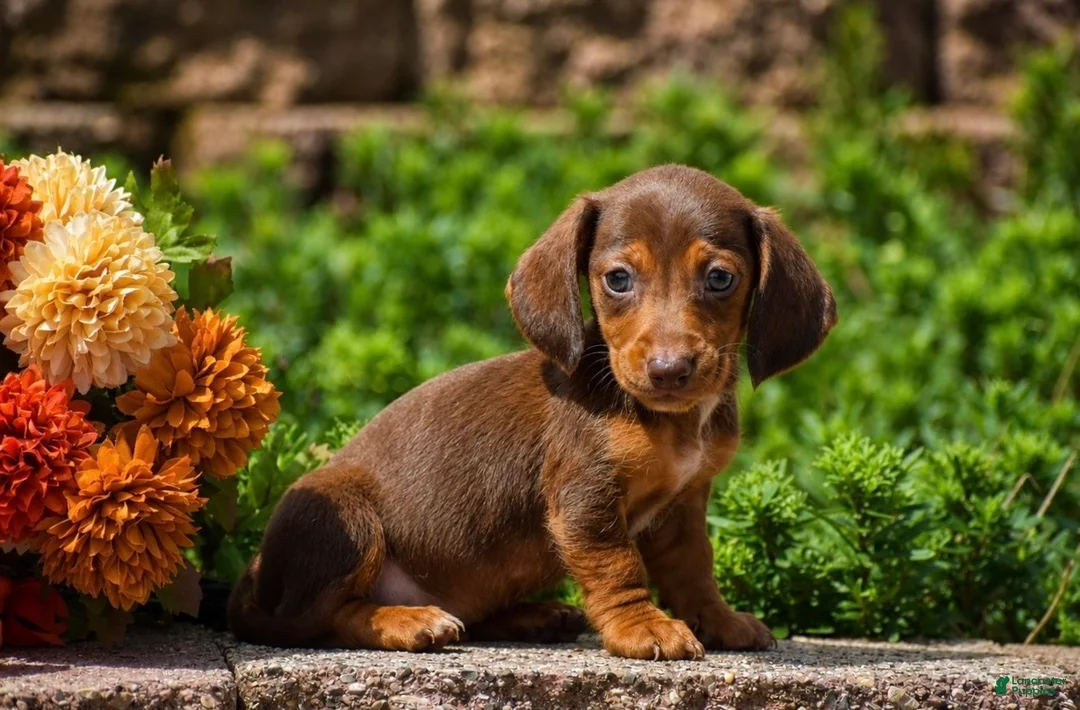 Miniature Dachshund dogs for sale: Trooper - Mini - Ad 2