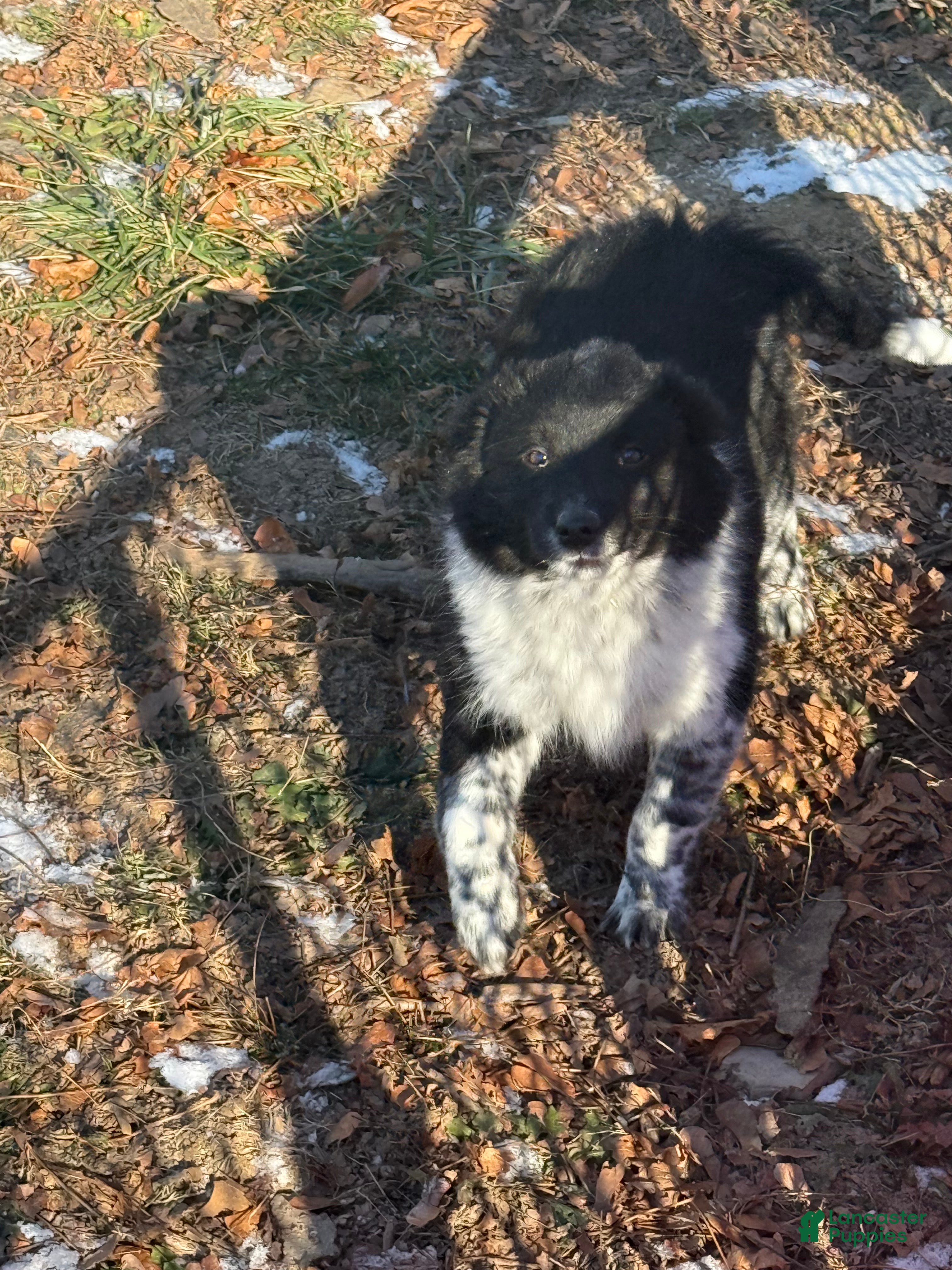 Mixed Breed dogs Mixed Breed Puppy 3 - Ad 21