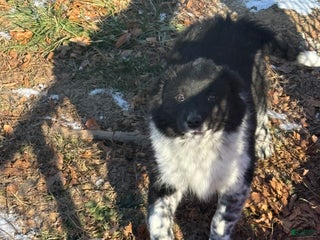 Mixed Breed dogs Mixed Breed Puppy 3 - Ad 33