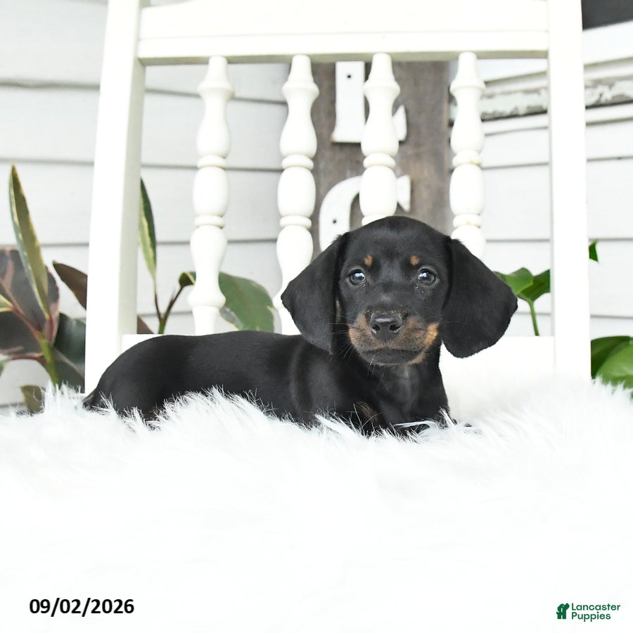 Dachshund dogs Sugar - Ad 1