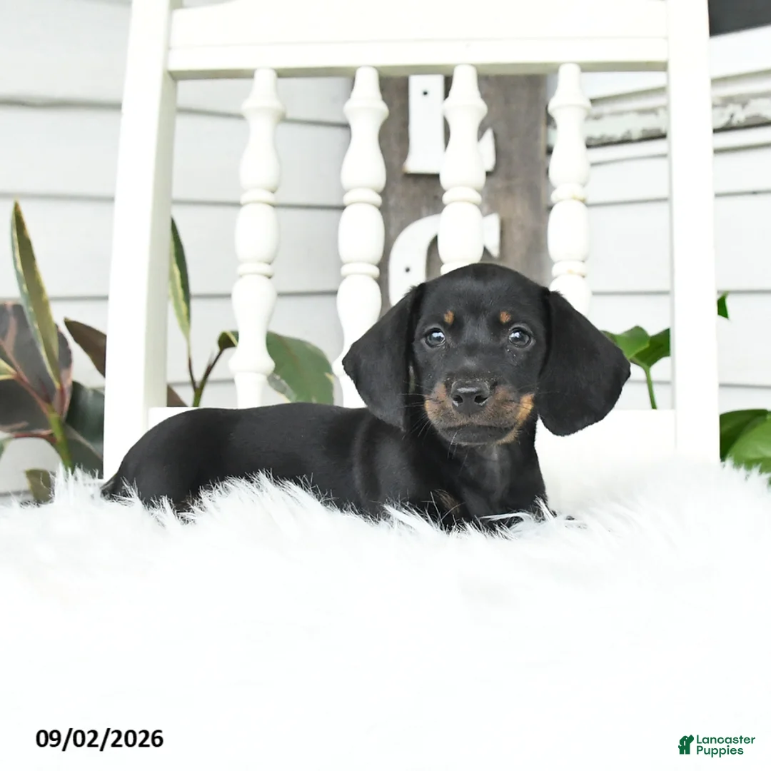 Dachshund dogs for sale: Sugar - Ad 1