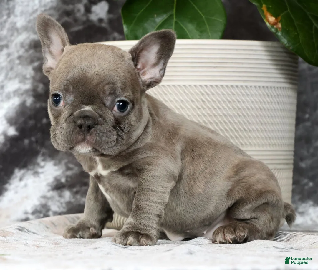 French Bulldog dogs for sale: Blossom - Ad 2