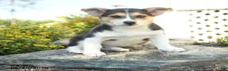 Welsh Corgi Pembroke dogs for sale: Laurent - Ad 3