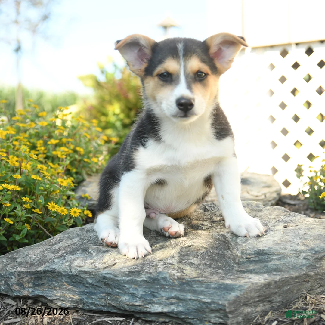 Welsh Corgi Pembroke dogs for sale: Laurent - Ad 3