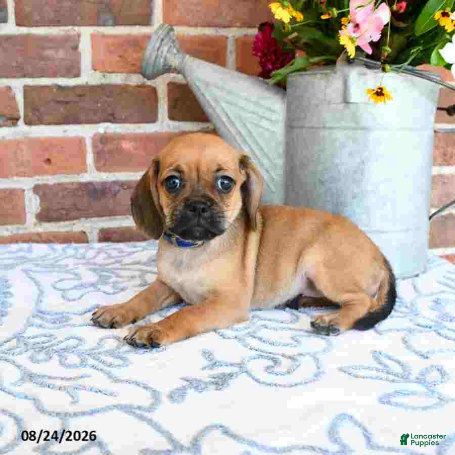 Puggle dogs Shoshannah - Ad 2