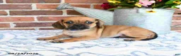 Puggle dogs for sale: Shoshannah - Ad 2