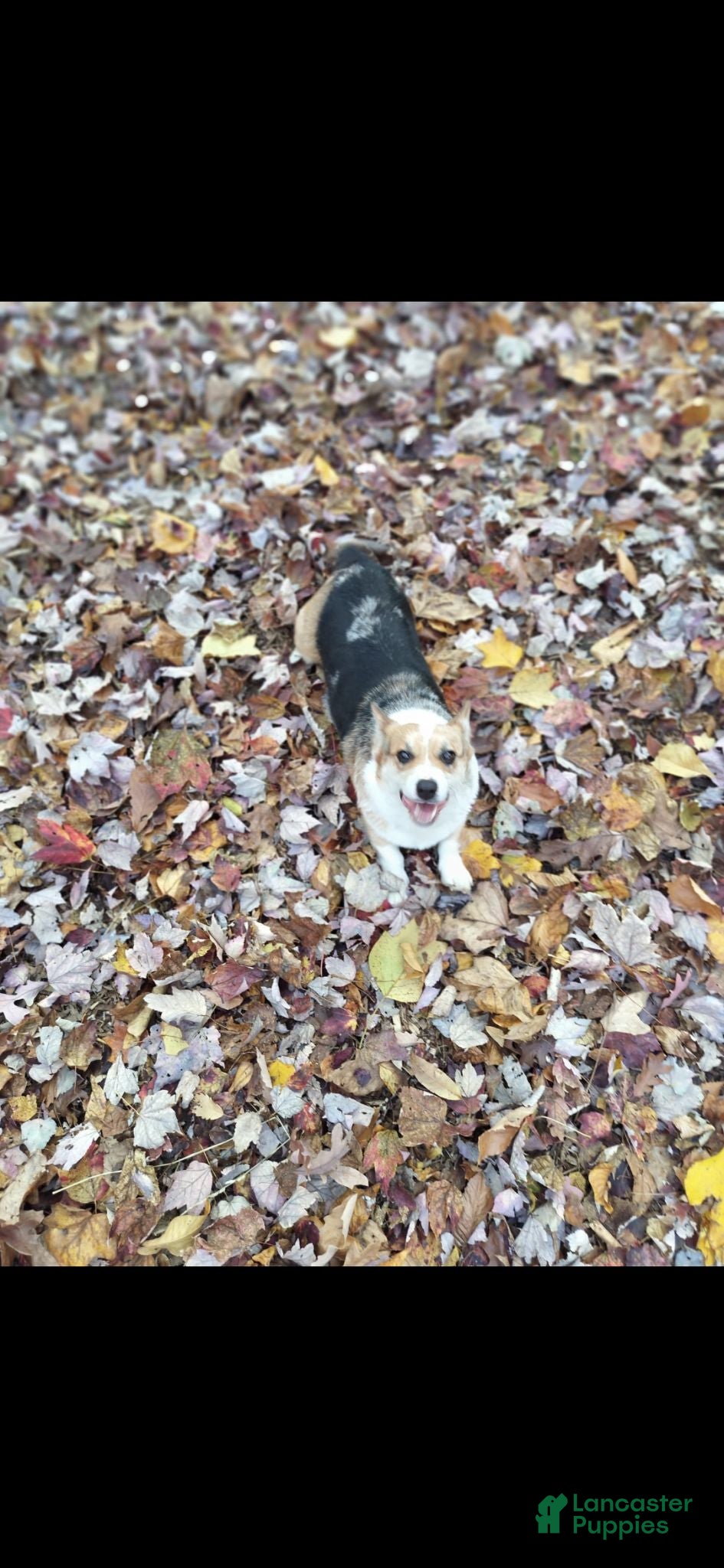 Welsh Corgi Pembroke dogs Niko - Ad 2