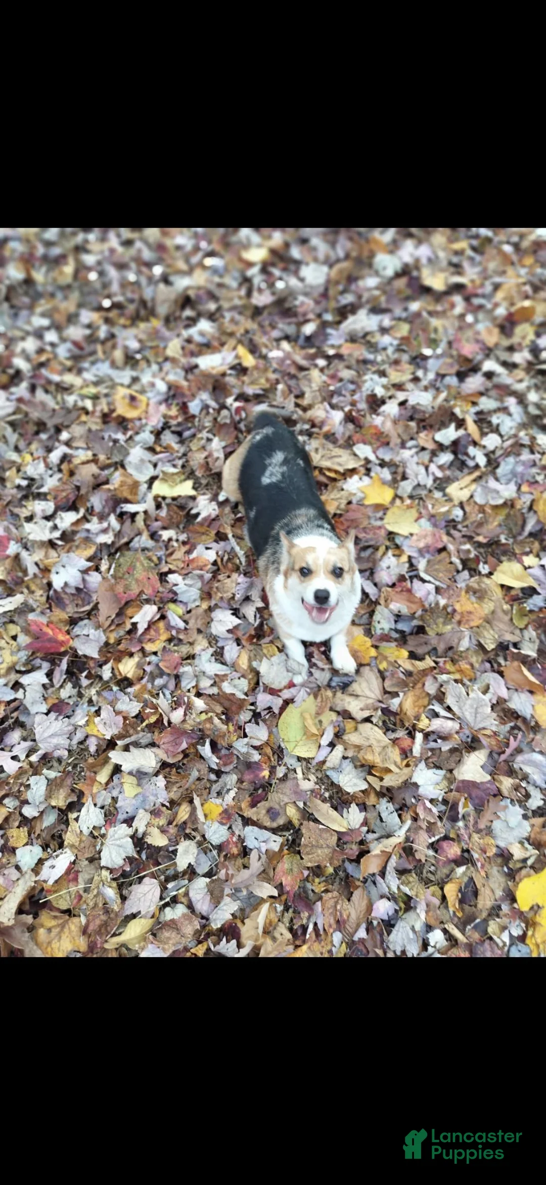Welsh Corgi Pembroke dogs for sale: Niko - Ad 2