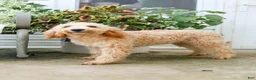 Goldendoodle dogs for sale: Mackenzie - Ad 8