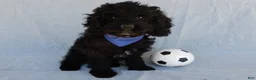 Cockapoo dogs for sale: Jet - Ad 4