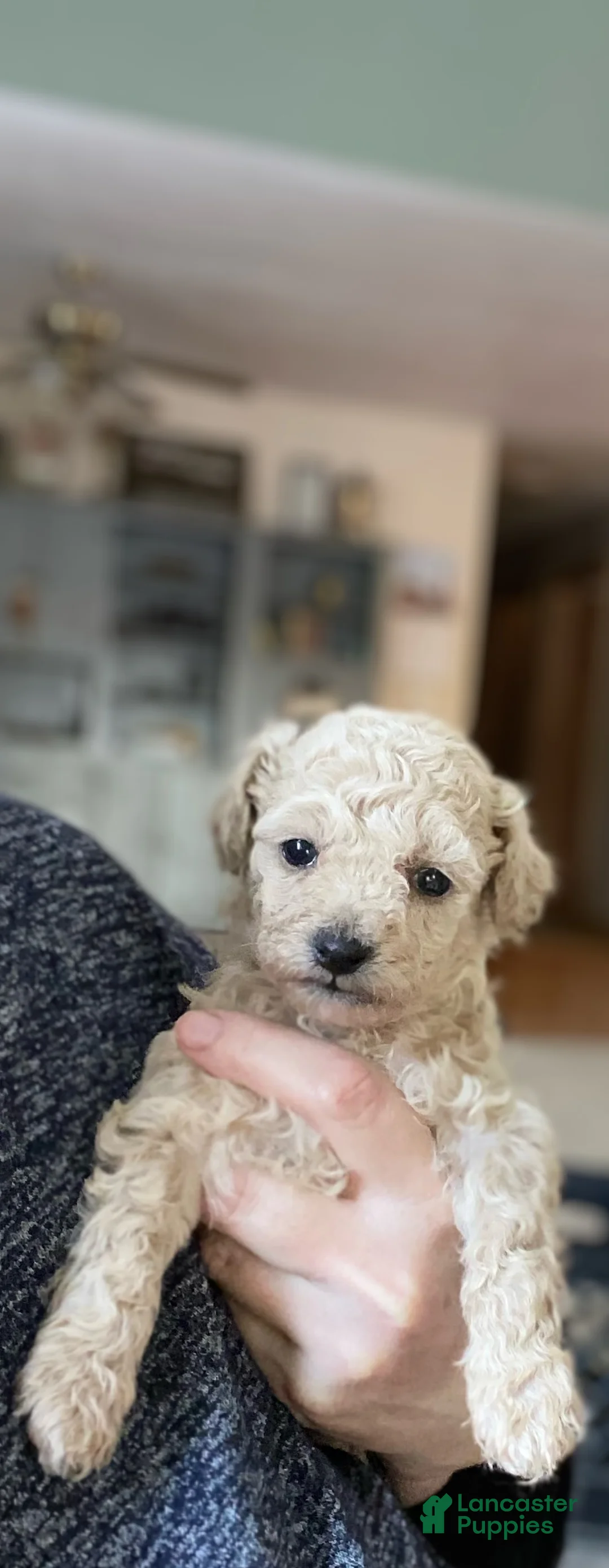Toy Poodle dogs for sale: SWEET CAMERON  - Ad 20