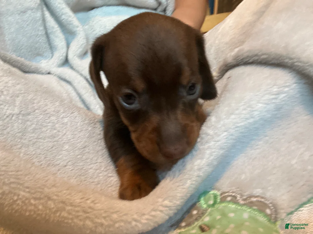 Miniature Dachshund dogs for sale: Hershey - Ad 1