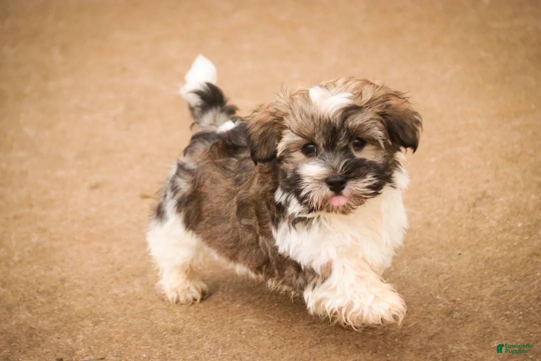 Havanese dogs for sale:  Snickerdoodle - Ad 11