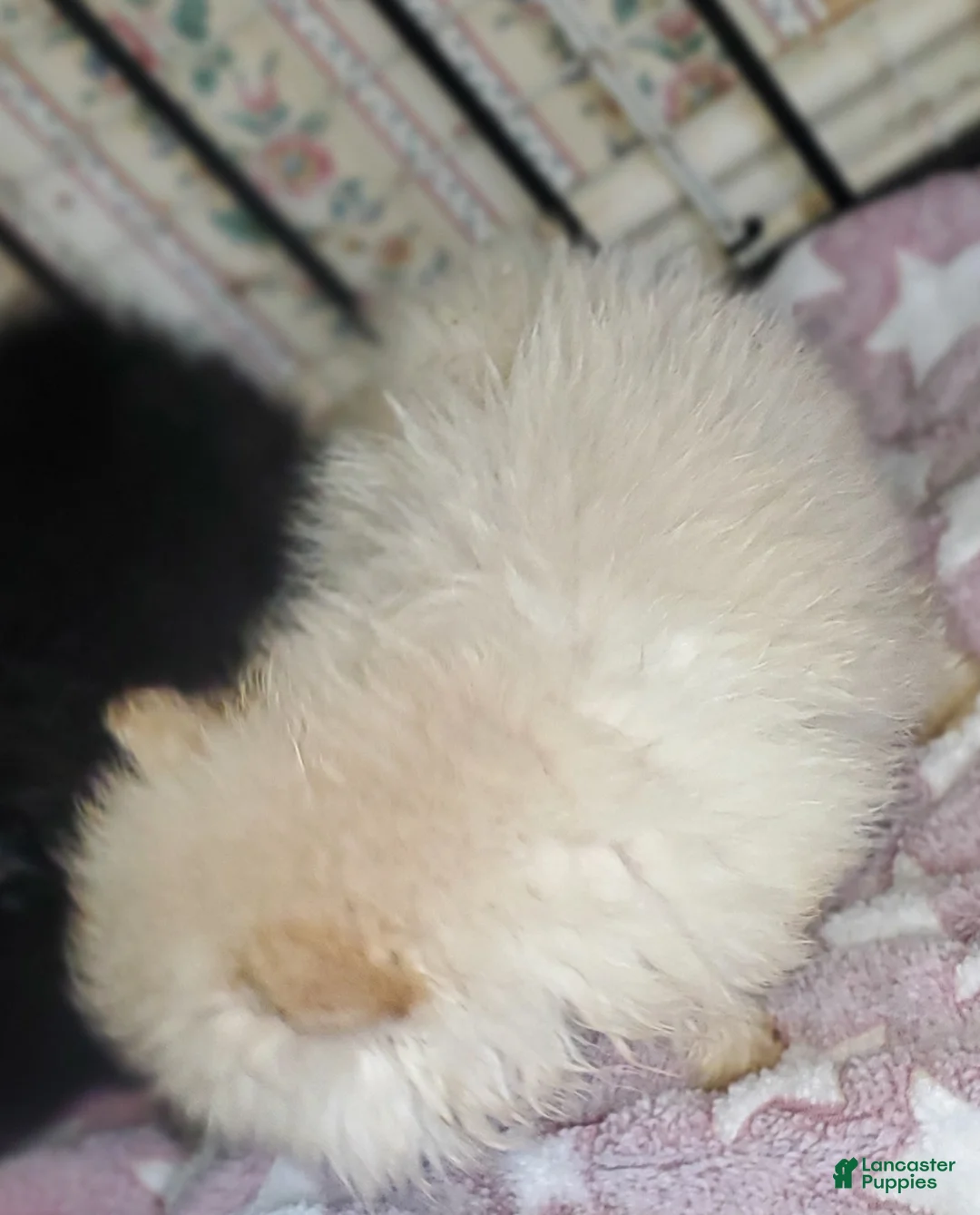 Pomeranian dogs for sale: Butterball  - Ad 2