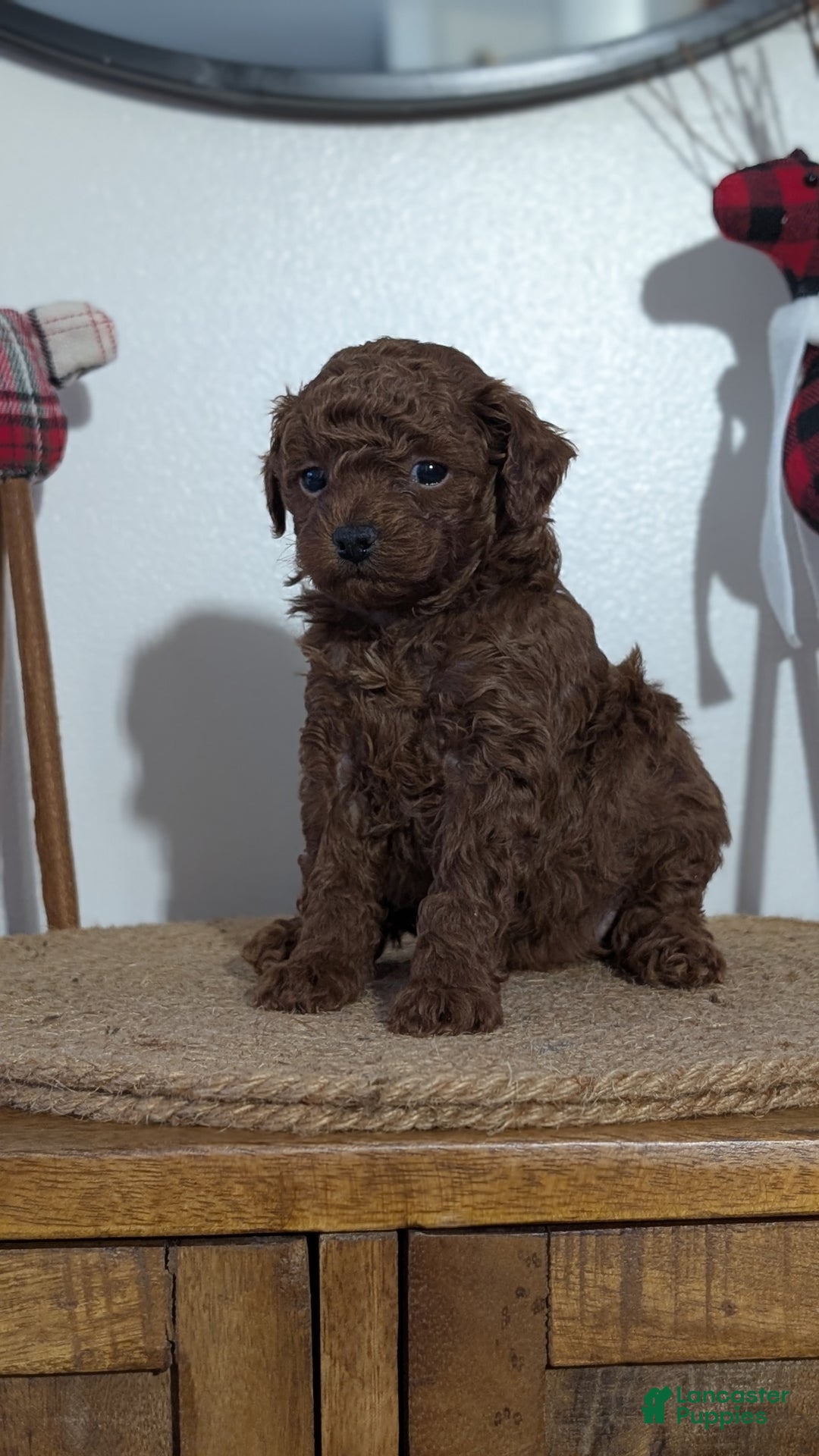 Miniature Poodle dogs for sale: Maverick  - Ad 9