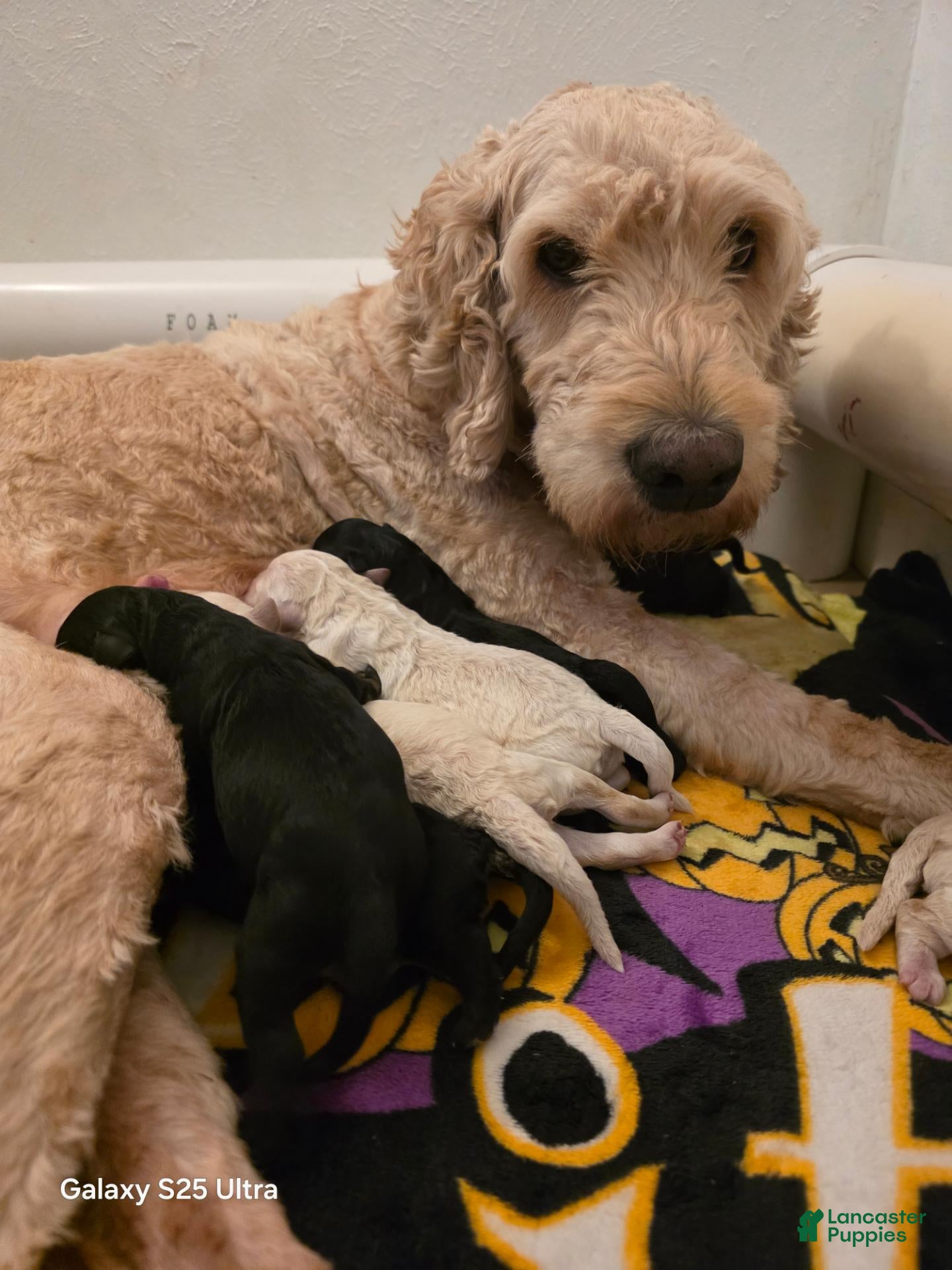 Mini Goldendoodle dogs Mini Goldendoodle 4 - Ad 2