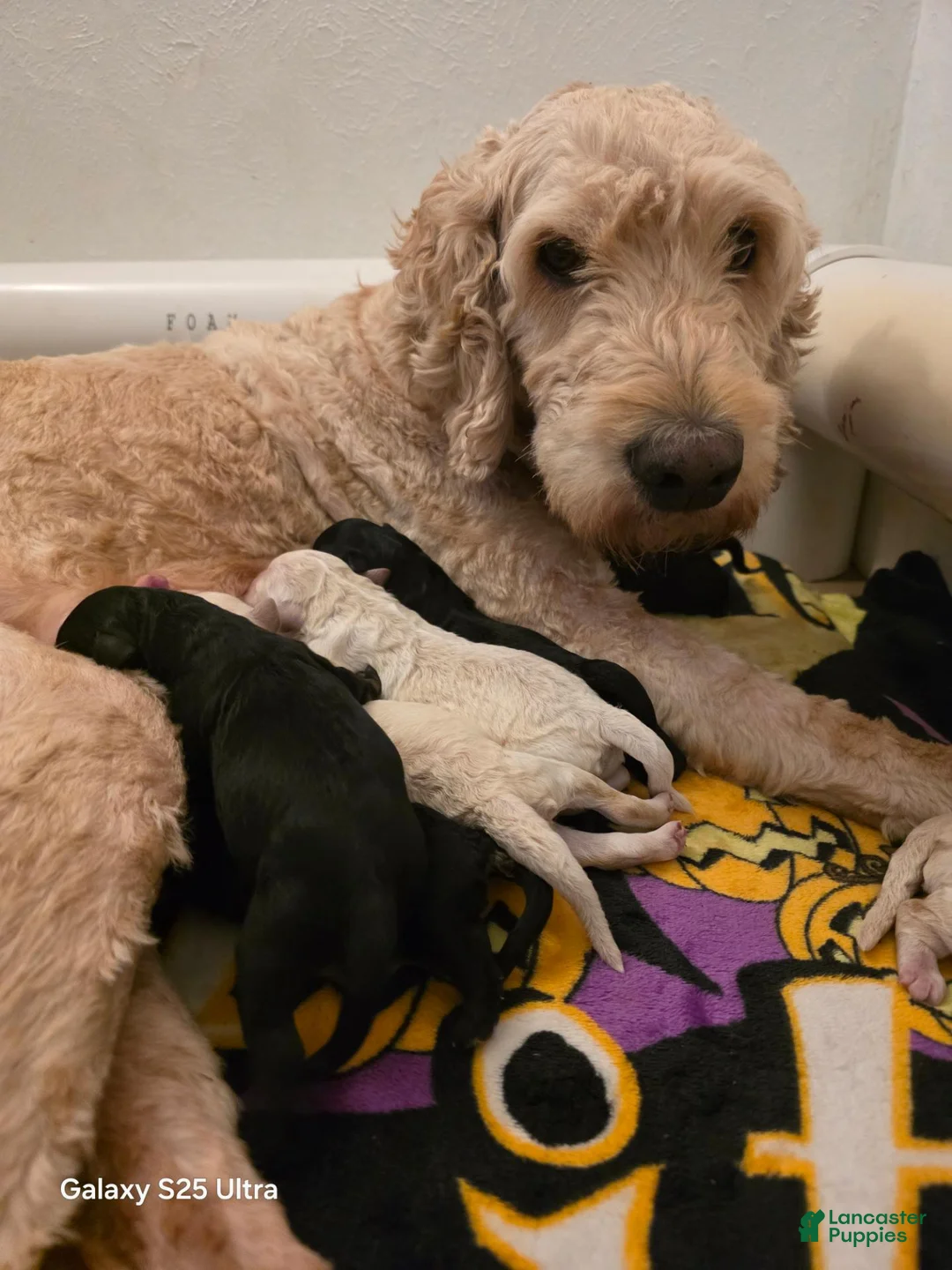Mini Goldendoodle dogs for sale: Mini Goldendoodle 8 - Ad 2