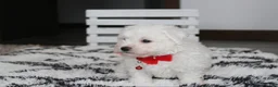 Bichon Frise dogs for sale: Kayson  - Ad 9