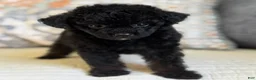 Miniature Poodle dogs for sale: Prince - Ad 1