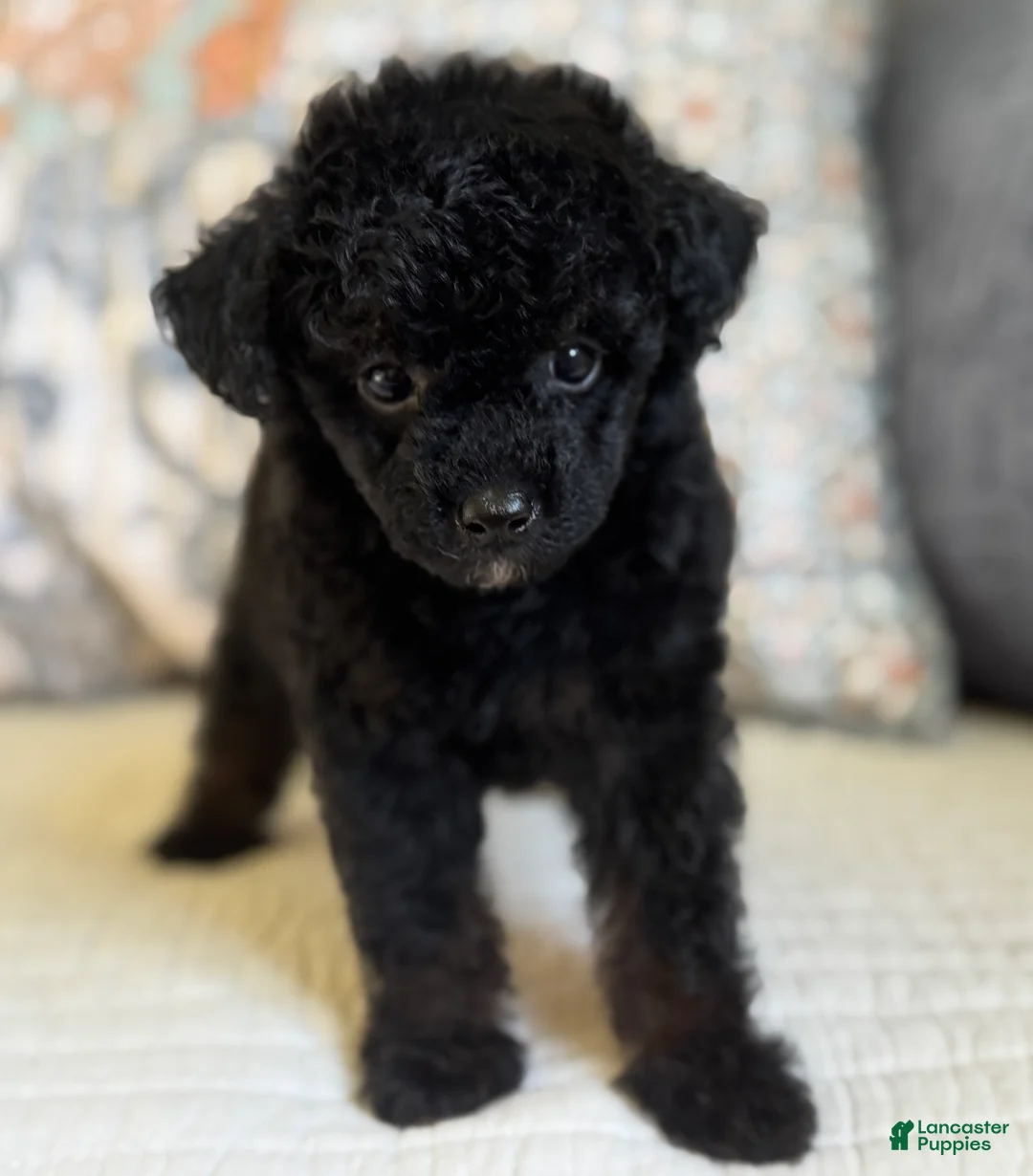 Miniature Poodle dogs for sale: Prince - Ad 1