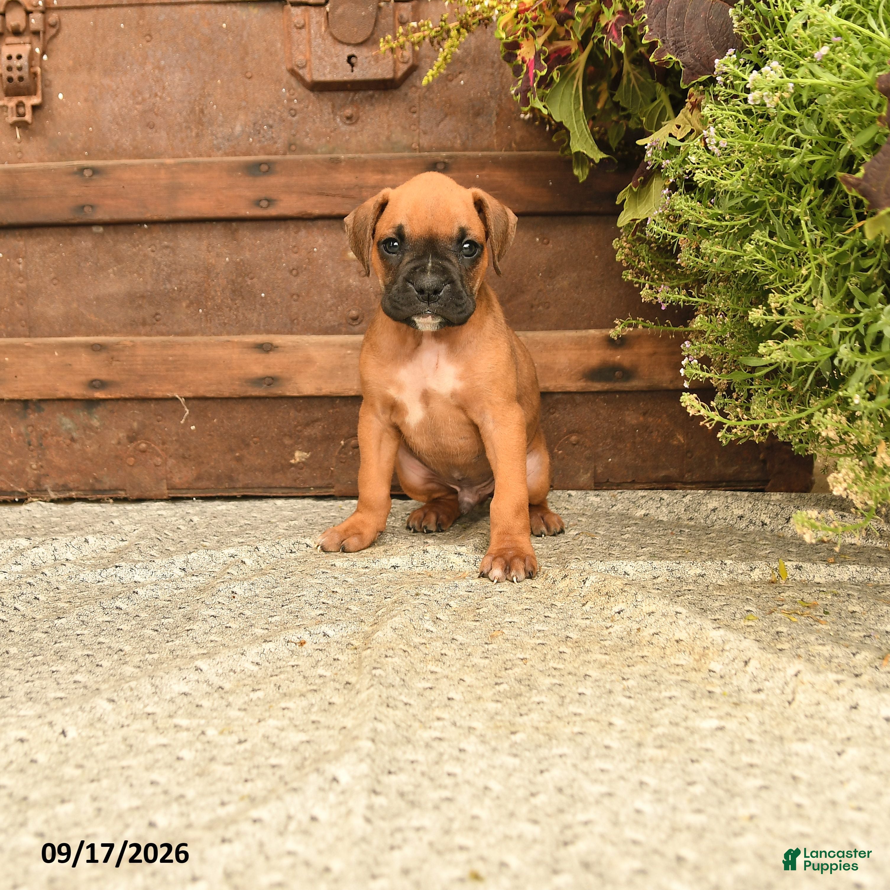 Boxer dogs Blake - Ad 1