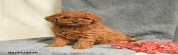 Maltipoo dogs for sale: Scarlet - Ad 2