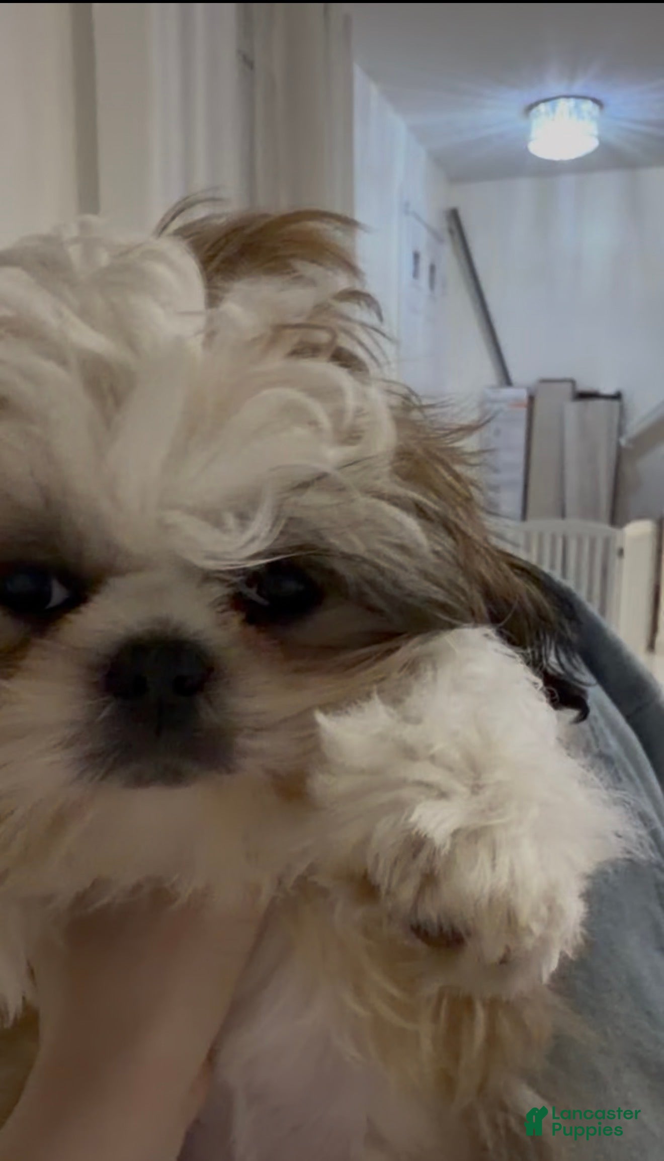 Shih Tzu dogs Milo - Ad 2